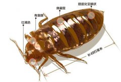 灭臭虫